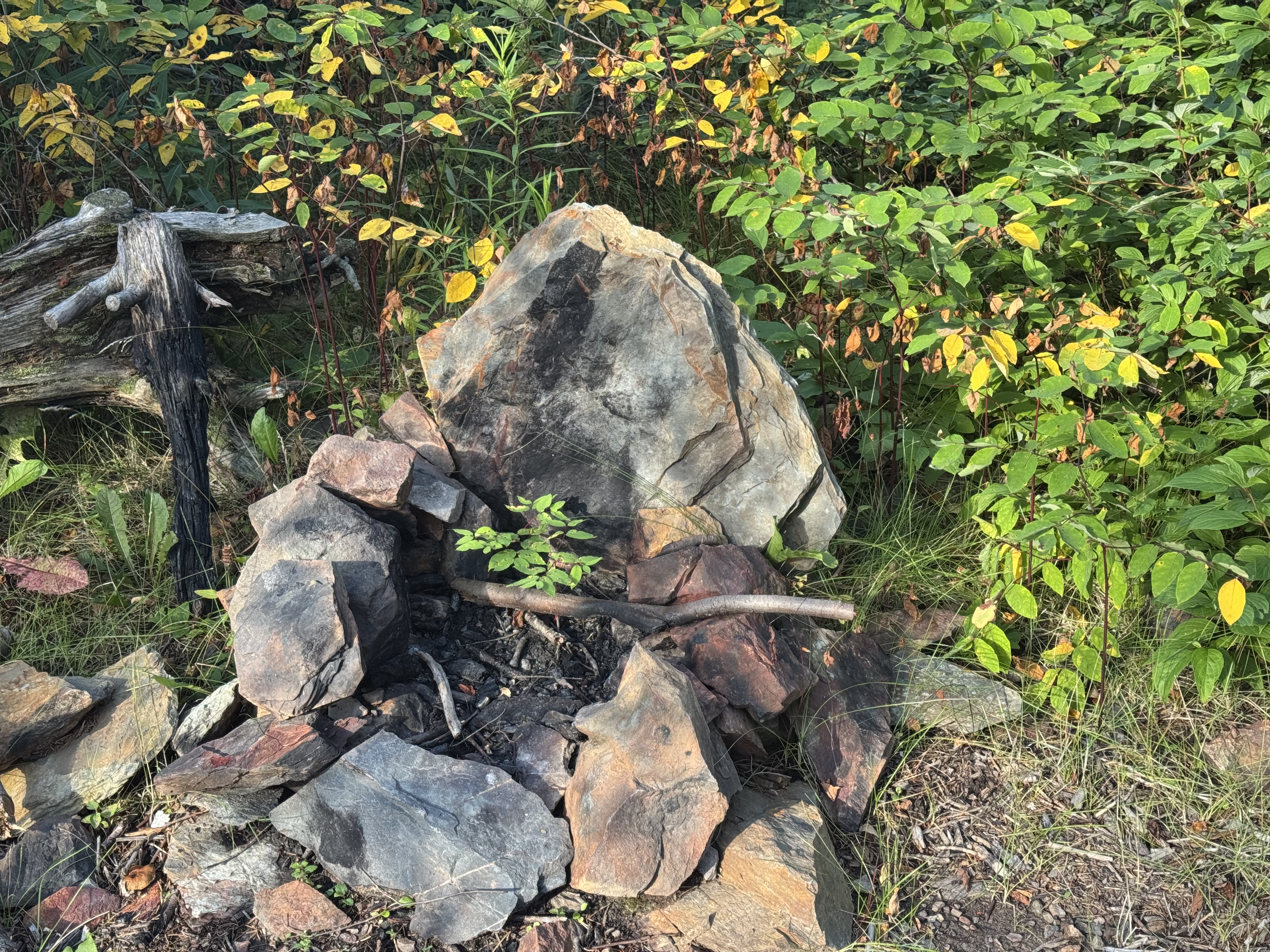 Fire ring on Carp Lake with brush growing in it 2025-08-10 08:43